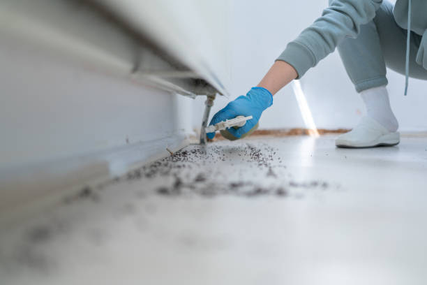 Best Termite Control Services  in Orida City, FL